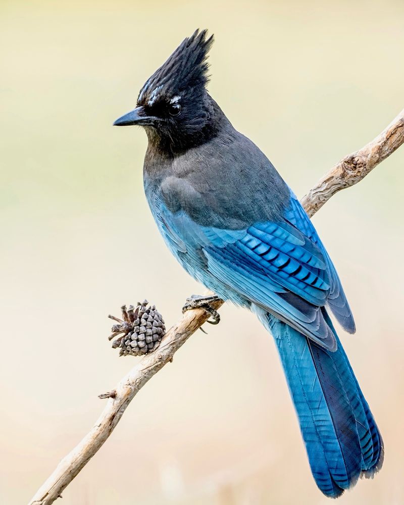 Steller’s Jay perched on a stick against a buff background. 