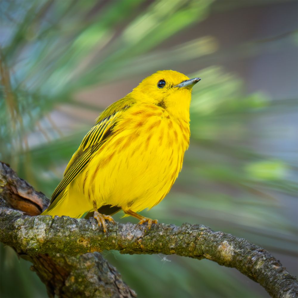 Just a sweet, little Yellow Warbler, perched on a branch in the forest, to brighten up a Sunday afternoon.