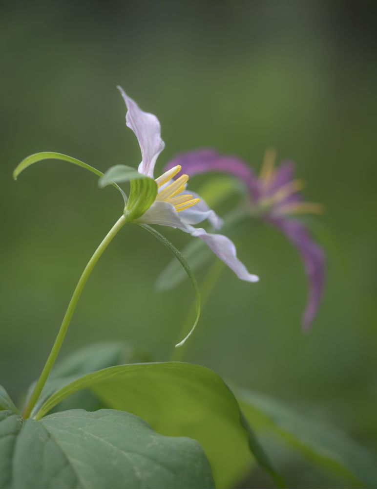 Goodbye to the Western Trillium - see you next Spring. This one last white flower was still holding out while all around it had turned pink and begun to wilt. 