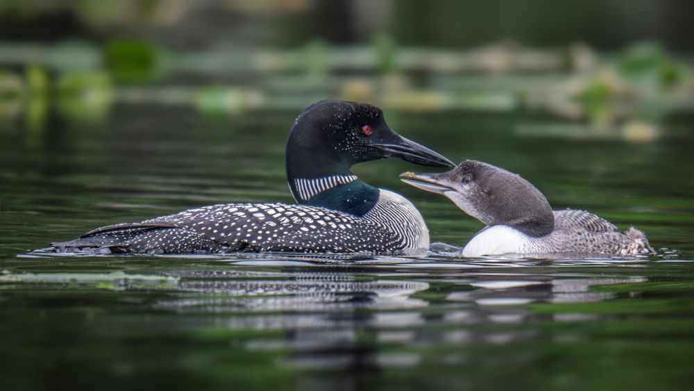 Common Loons on Oyama Lake, Central Okanagan. The immature Loon was pestering the parent to continue to feed it, but the adult wasn’t having any part of it.  
