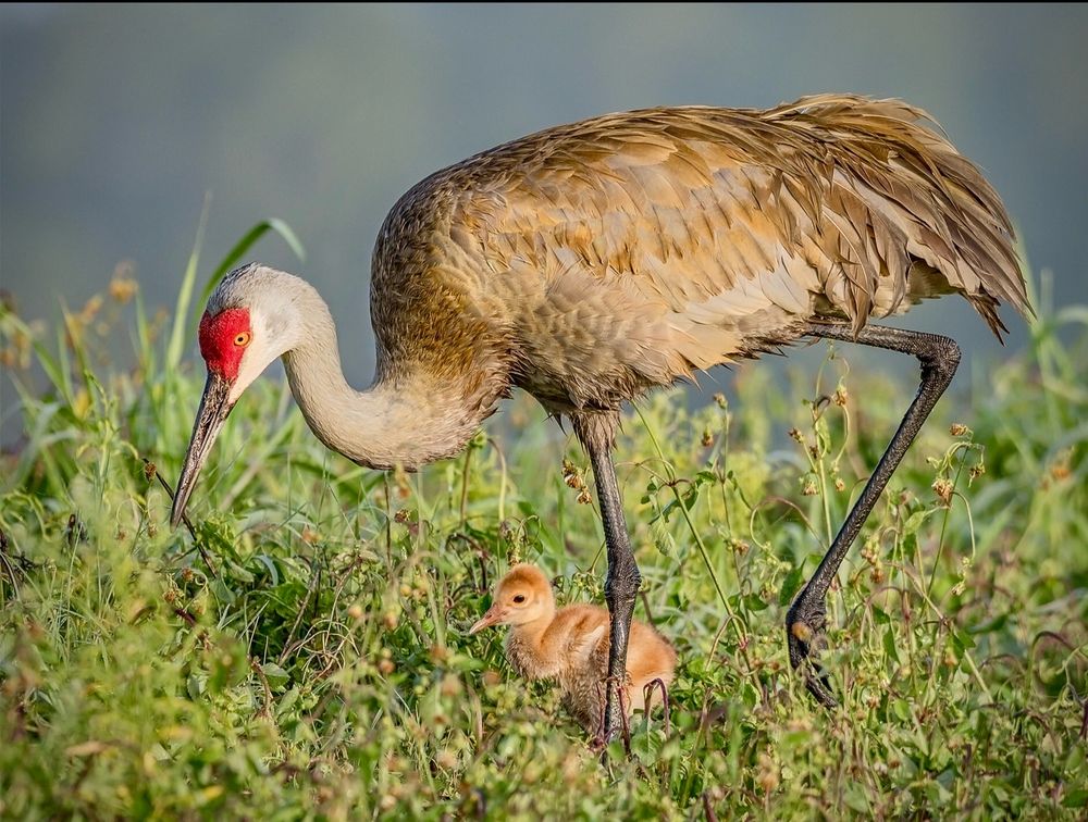 Protective parent - Sandhill Crane and colt, Harn’s Marsh, Lehigh Acres, FL.