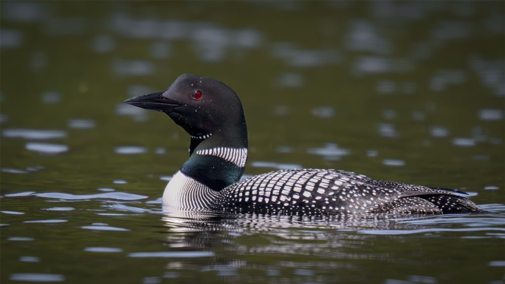 Common Look swimming in calm lake waters in morning light.