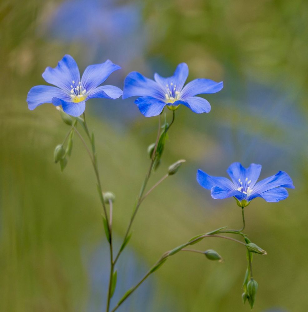Blue Flax wildflowers and buds against a blurred green background with hints of out-of-focus flax flowers in the background. 