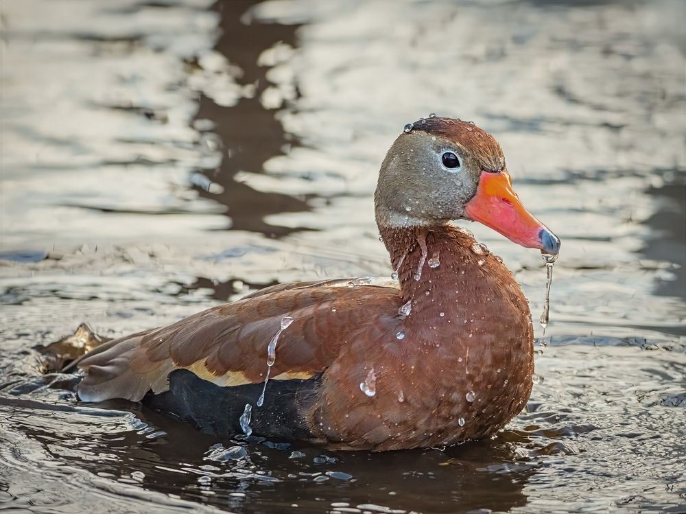 Black-bellied Whistling Duck having a bath in a pond. Wonderful illustration of the saying “Like water off a duck’s back.”  Wakodahatchee Wetlands, FL. 