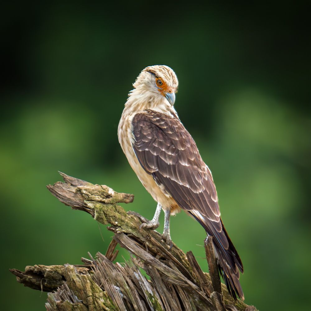 Yellow-headed Caracara adult (Falcon) on a stump in the river, looking down and back, Costa Rica
