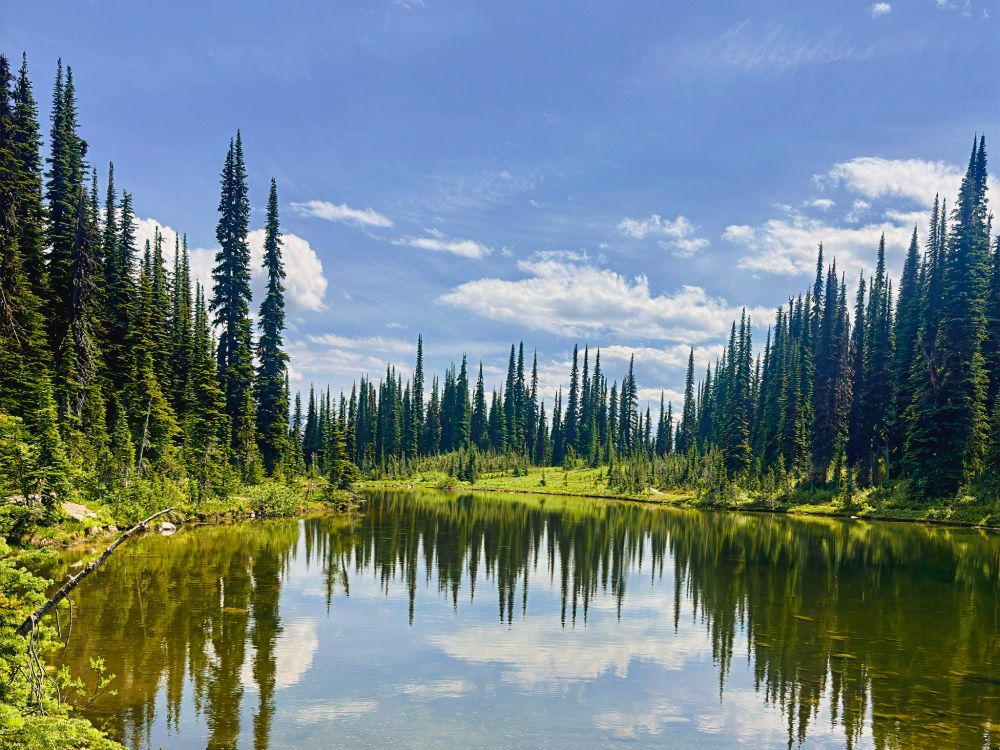 Small pond reflecting surrounding forest near the summit of Mount Revelstoke, near the parking area of Meadows in the Sky Parkway, on a sunny, warm summer day.