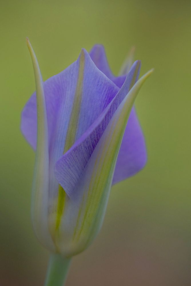 A favourite Okanagan wildflower - the Sagebrush Mariposa Lily. Easily one of the most beautiful of our wildflowers.