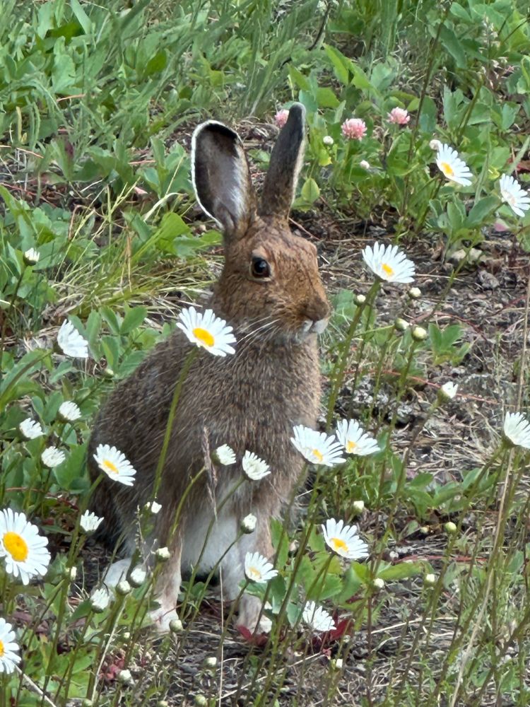 Snowshoe Hare, sitting in a field of Oxeye Daisies and Clover.