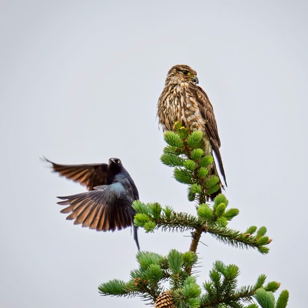 This Merlin with a deformed beak was being mobbed by a flock of Brewer’s Blackbirds, but it didn't seem too fazed about being dive-bombed. 