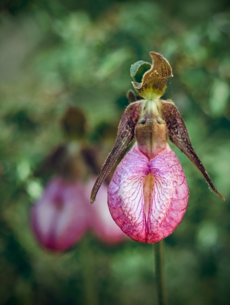Cypripedium acaule, the Pink Lady's Slipper or Moccasin Flower, is a species of flowering plant in the orchid family Orchidaceae native to eastern North America. It is currently the provincial flower of Prince Edward Island, Canada.