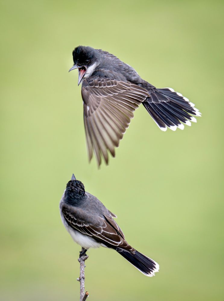 Two Eastern Kingbirds; one posted on a twig, the other flying closely over top with its beak open, squawking. All against a clean, light green background. 