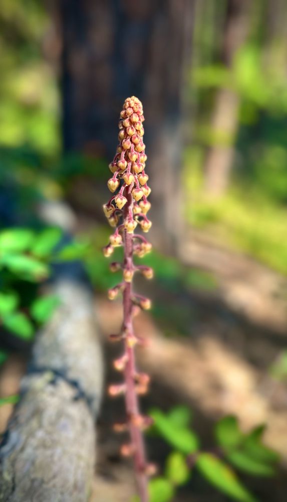 Sometimes when you're birding, you get distracted by botany. Woodland Pine Drops among the trees and shrubs. 