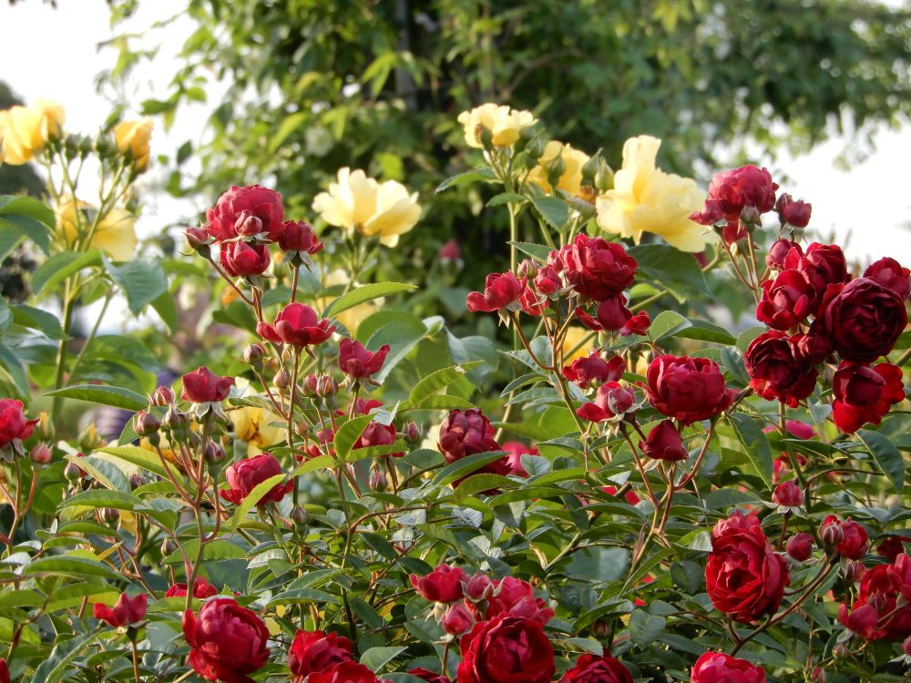 手前に深紅のバラの花々、そのすぐ後ろに黄色いバラの花々が咲いている。
黄色いバラの方が深紅のバラより背が高く、深紅のバラの方が黄色いバラより花の数が多い。
2025年5月に撮影。