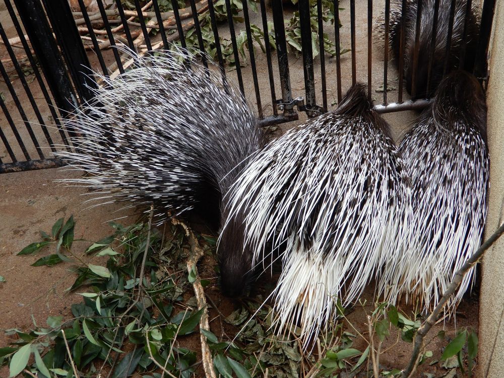 体を寄せ合っている3匹のヤマアラシ。左端の1匹だけ頭をこちらへ向けている。
鉄格子の向こうにも、もう1匹いる。
2025年11月に撮影。