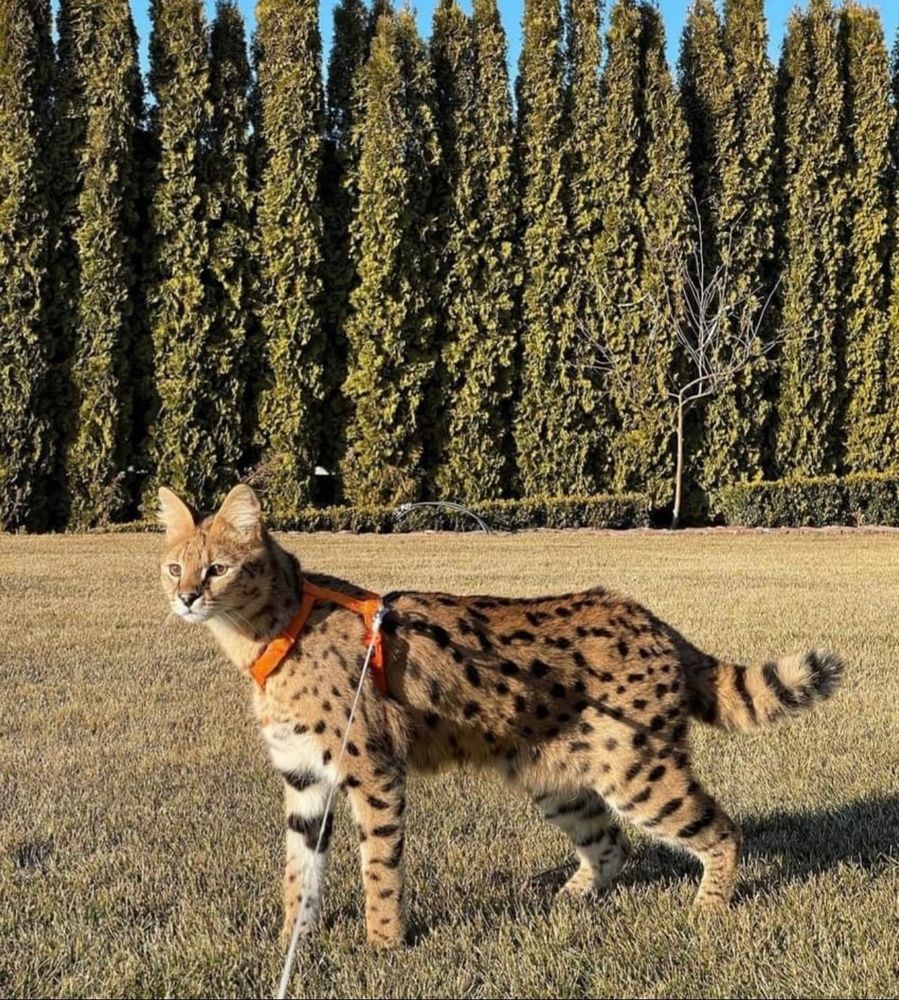 a savannah f1 car with a orange harness on a leash. the savannah cat has black spots/strips all over its body. most of the cat is orange/brownish, but the underside (like chin, neck, inside part of legs) is a beige color. the cat is on a wide open grass area with large evergreens in the background 