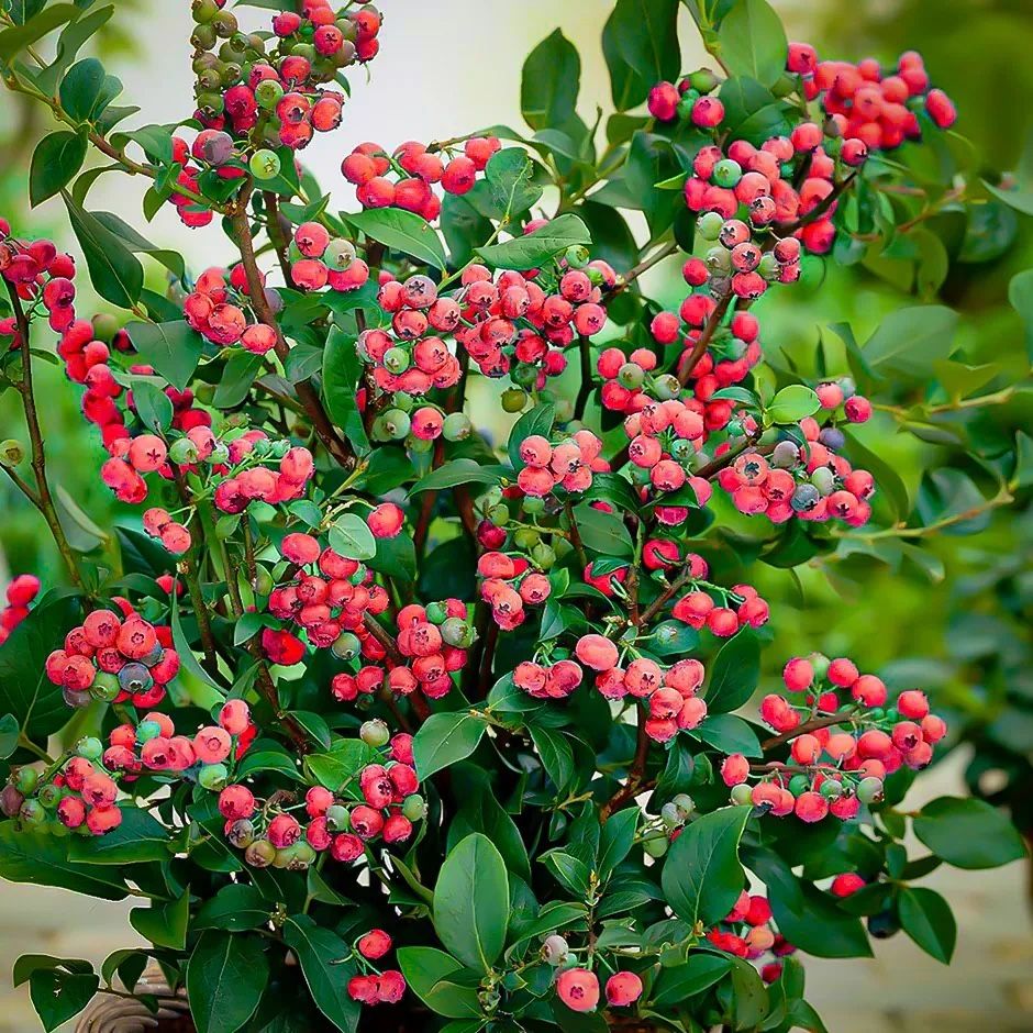 blueberry bush (but the blueberries are all hot pink because they are pink lemonade blueberries)