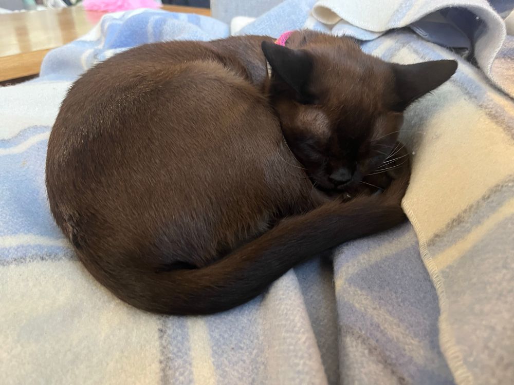A small Burmese cat curled up asleep on a wool blanket