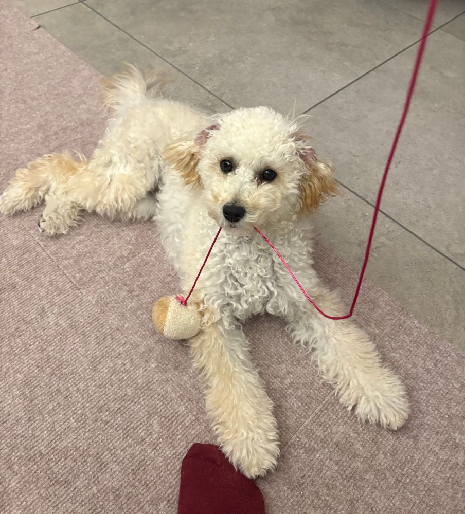 わんちゃんってなんで体の一部をくっつけたがるんだろうね。世界一かわいいね