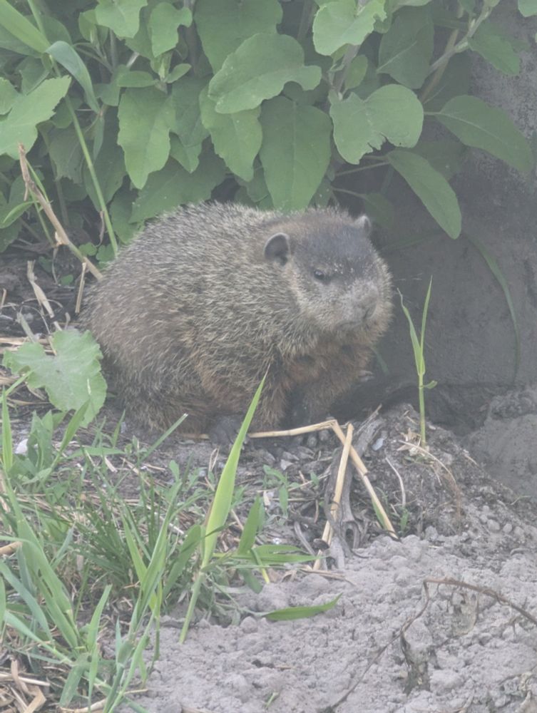 A groundhog hanging out under some greenery, looking very rotund.