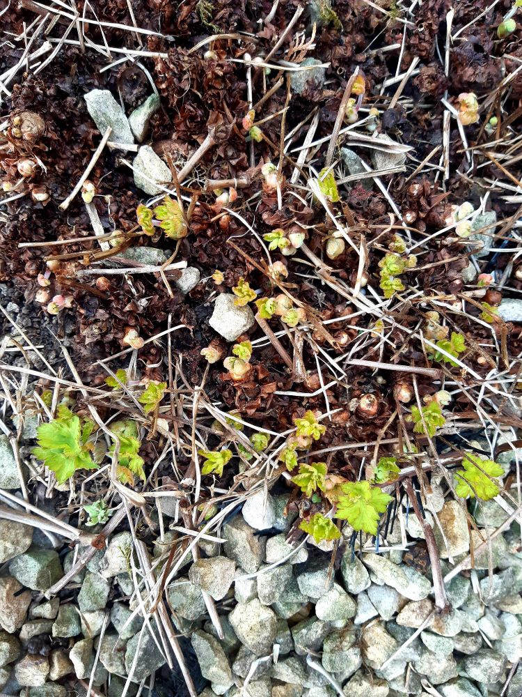 Tiny green shoots pushing through a stony surface 