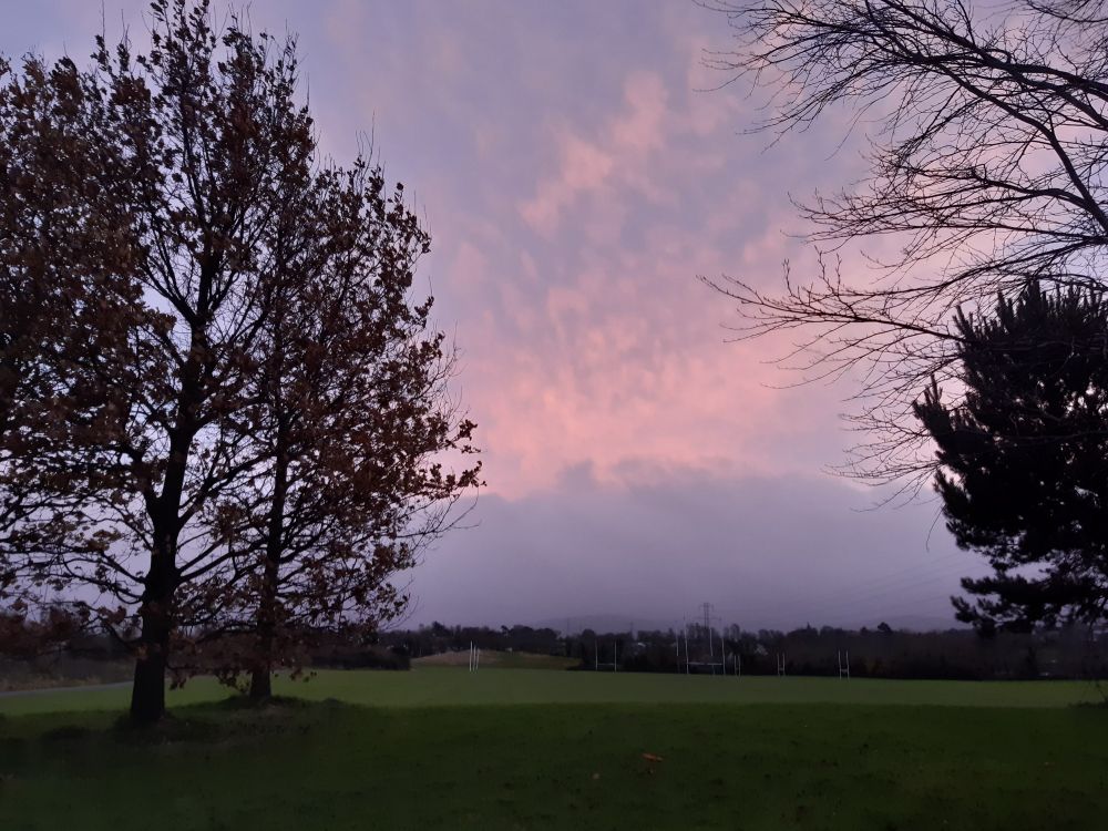 Trees silhouetted by a pink-ish evening sky
