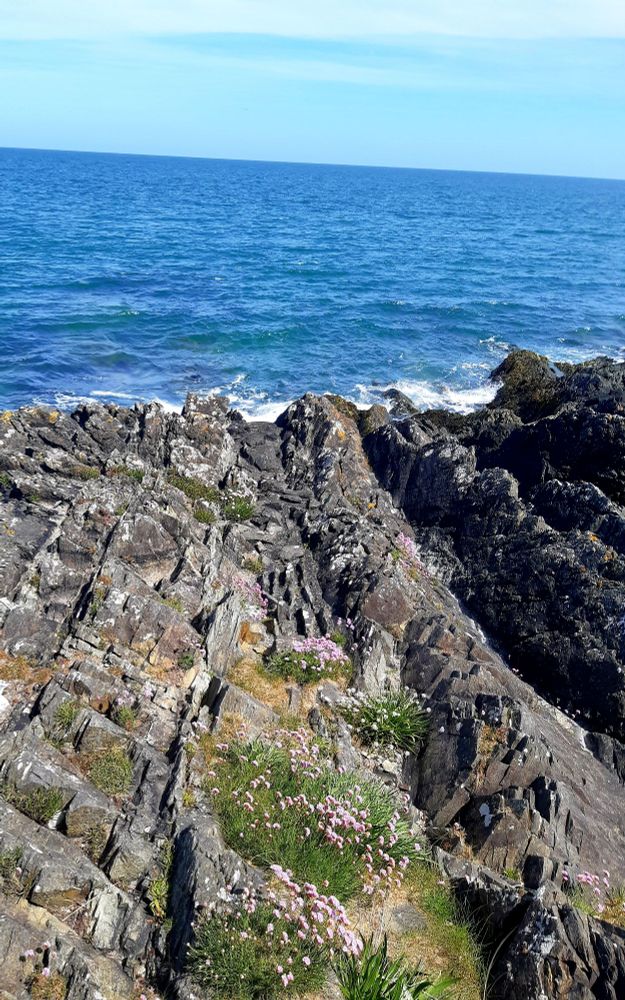 Cliffs in the foreground studded with flowers and the blue sea foaming beneath the shelf of cliff