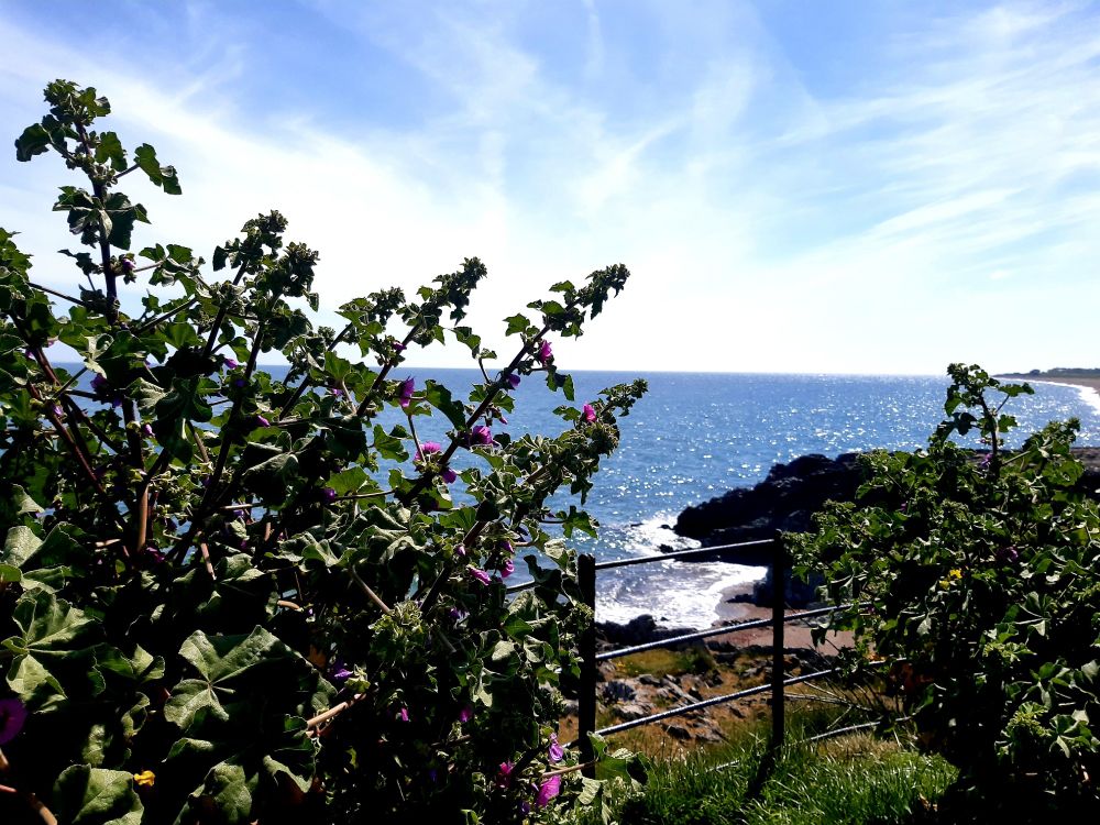 Some flowering bushes in the foreground and the blue sea visible in the background 