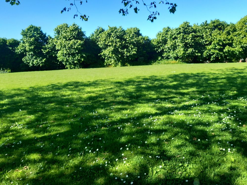 Image shows a field with dappled sunshine to the foreground and trees and a blue sky in the background 