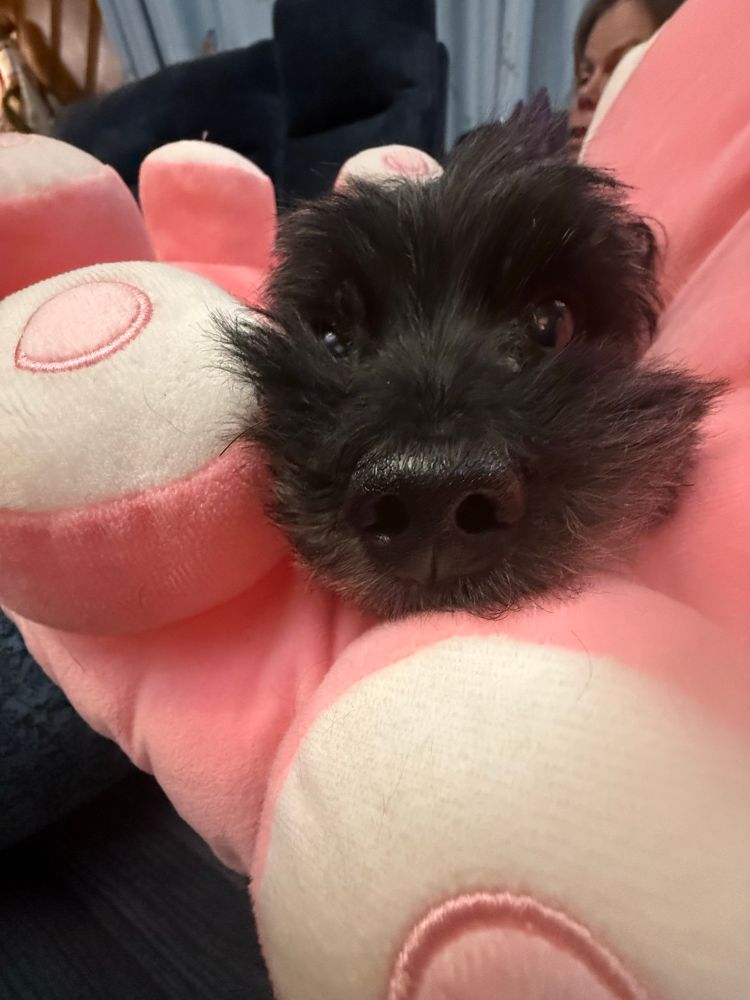 A black yorkiepoo’s head resting between two pink and white suckers on a tentacle stuffy with 3 more suckers in the background. 