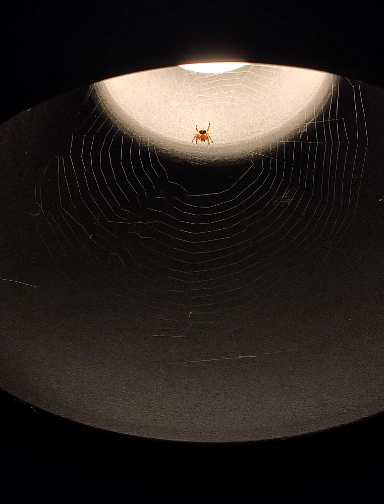 Una tela de araña sobre un fondo de luz dentro de la cazoleta de una farola. En el centro hay una araña roja.