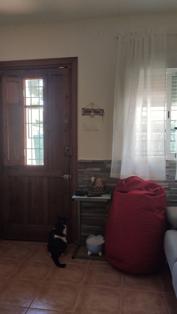 Un gato blanco y negro delante de una puerta cerrada esperando que se la abran. Al lado se ve una ventana abierta.