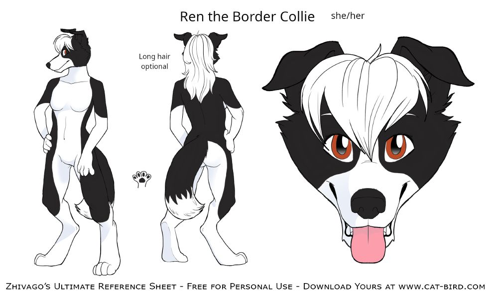 Reference sheet for Ren the Border Collie