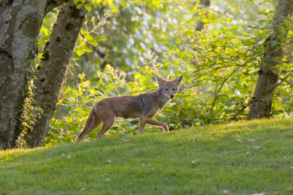 A photograph of a female coyote looking at the viewer while standing on a low rise. The sun is illuminating the leaves behind her.