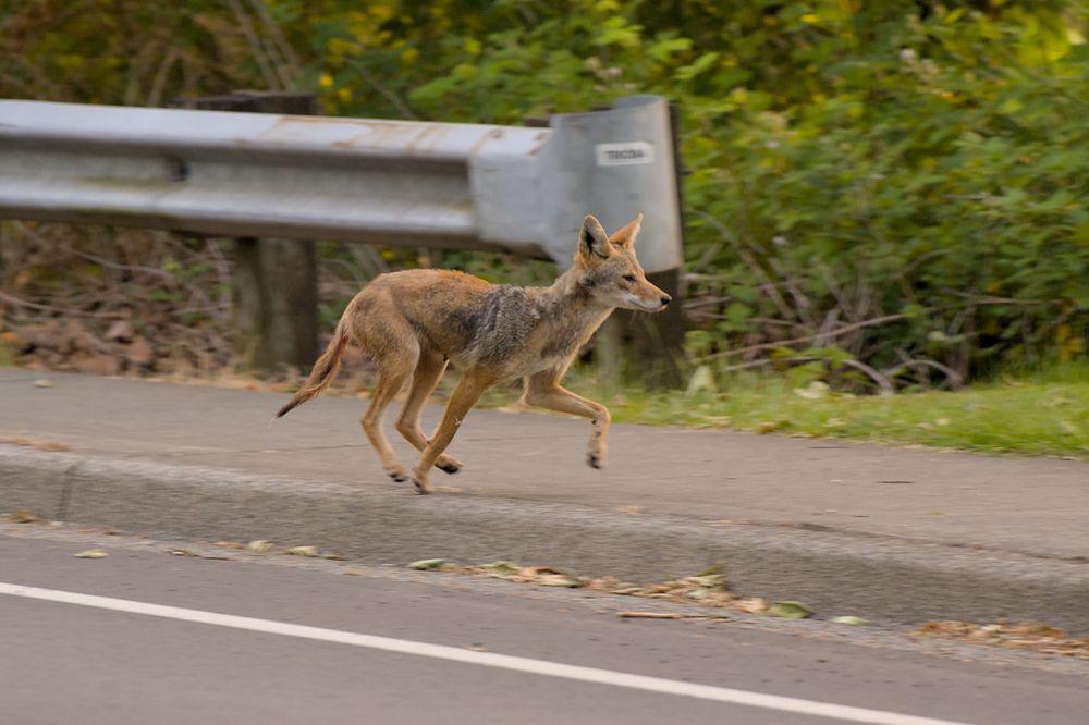 A photograph of a coyote running along a sidewalk.