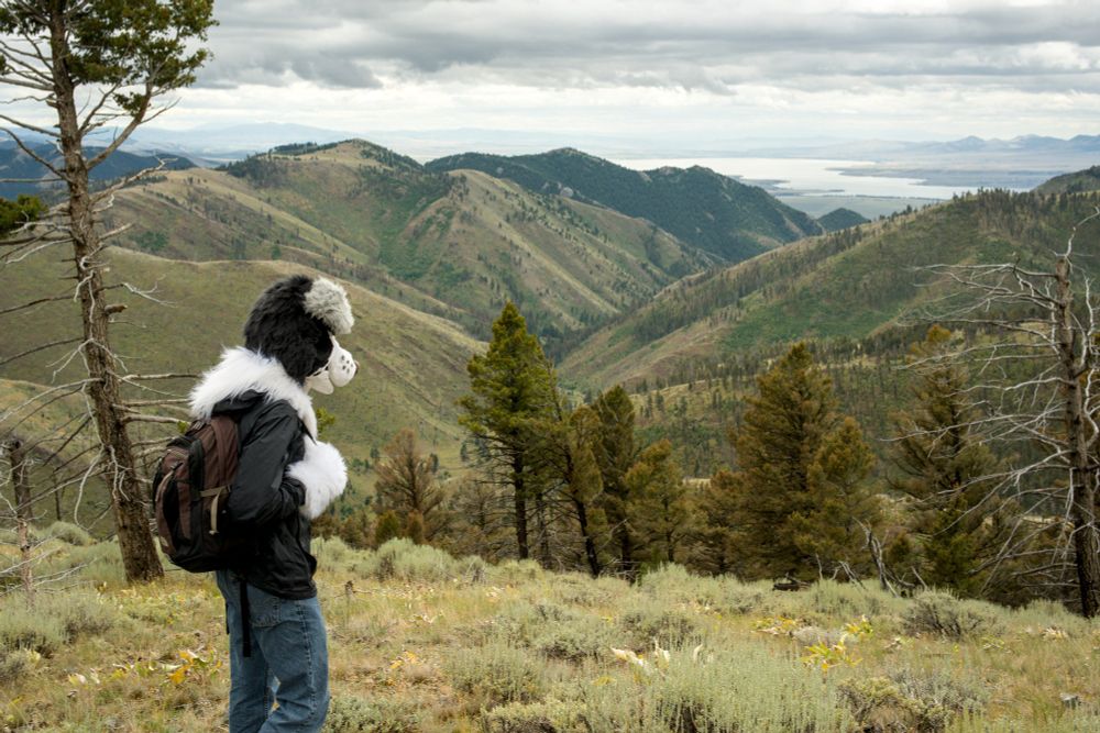 A photograph of a person wearing a border collie fursuit head and paws. They are standing on top of a mountain looking out at the mountain range with a lake in the distance.