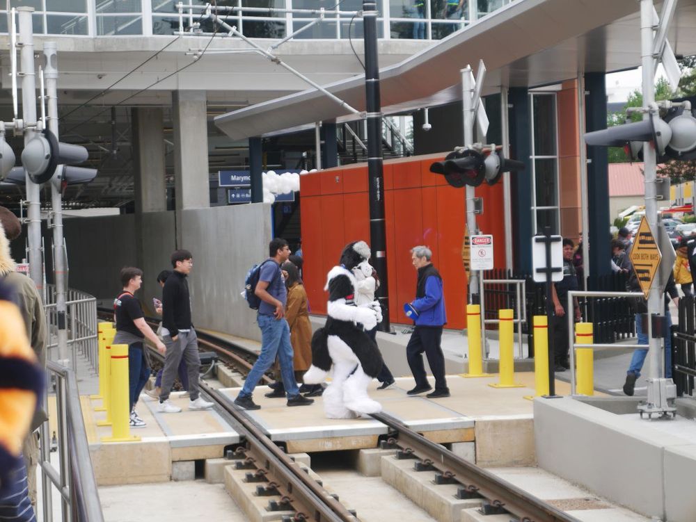 A photograph of Ren the border collie fursuiter crossing the tracks.