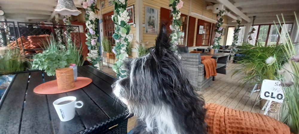 My dog in a cafe, very pretty. Some fake plants also some real plants, weather is cloudy