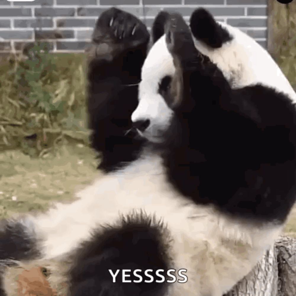 Menglanpanda Quẫy GIF