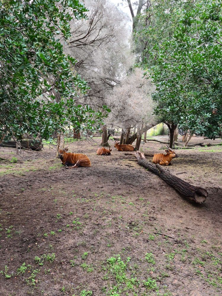 A shitload of bongos at Western Plains Zoo