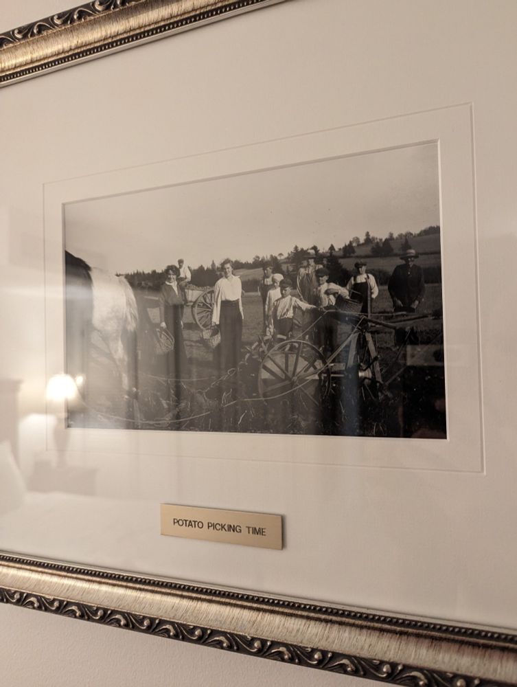 Old photograph of women, men, and children with carts in a field. Photo is formally labeled "POTATO PICKING TIME".