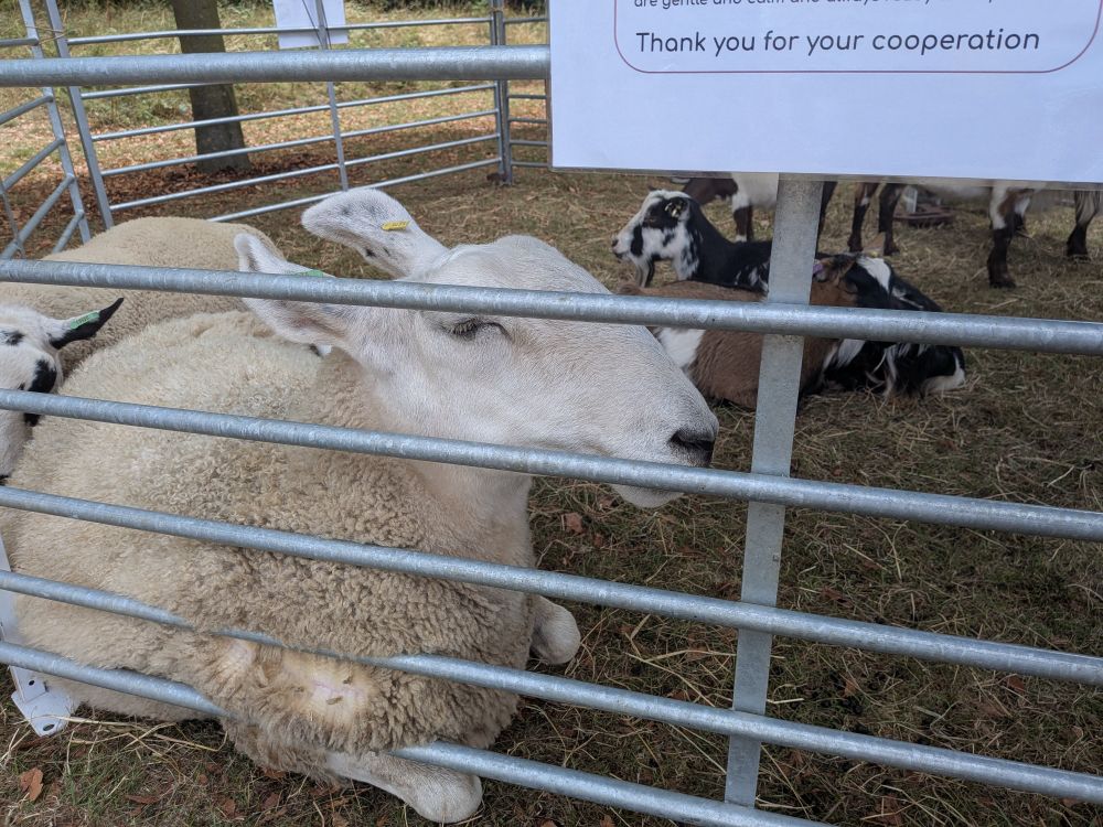A sheep looks very calm and wise in a pen in the garden. A 'no feeding' sign sits just above their eye-level.