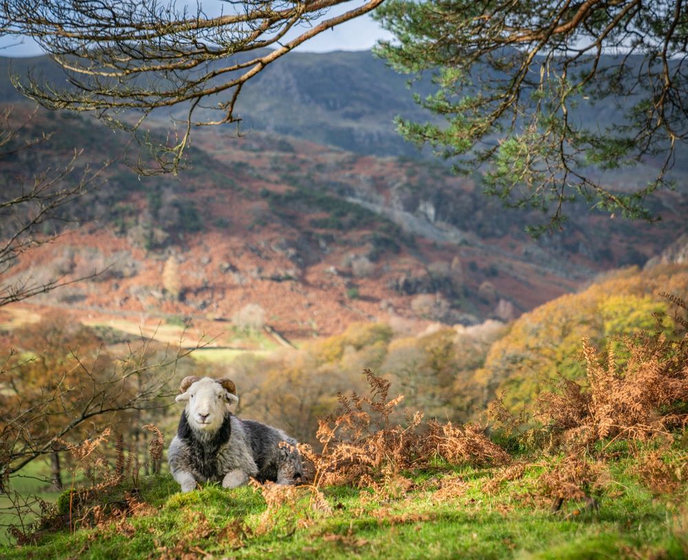 A Herdwick ram looks at the camera, a view of a valley rolling behind him.