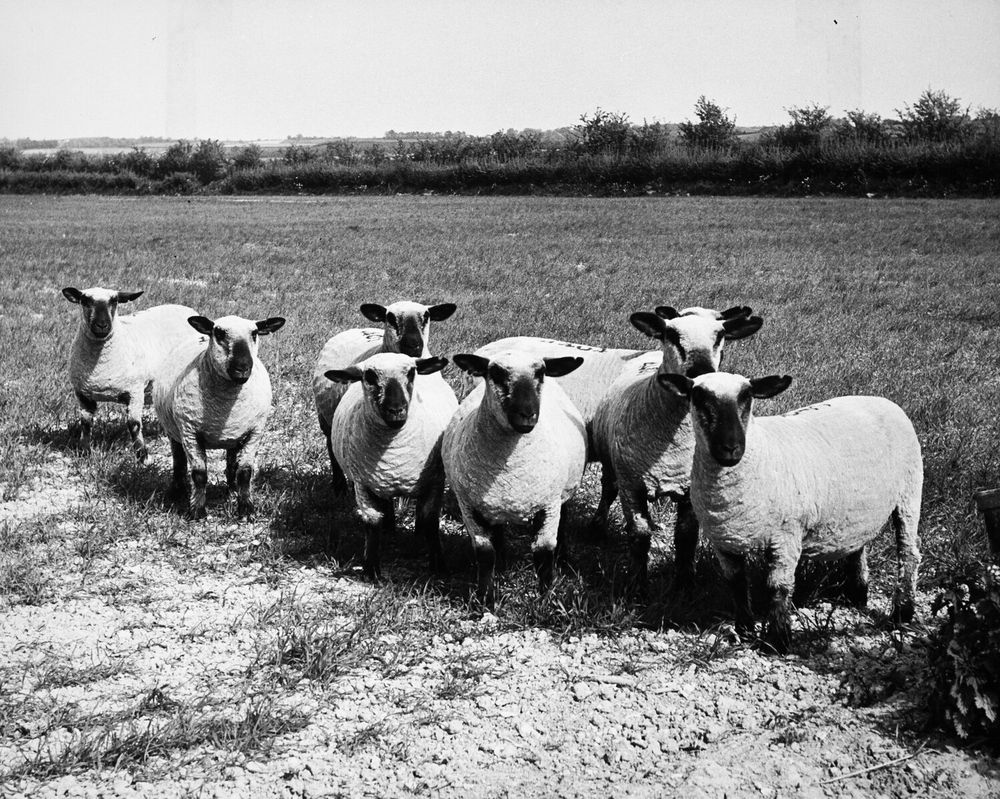 A row of sheep in a field, looking in the same direction