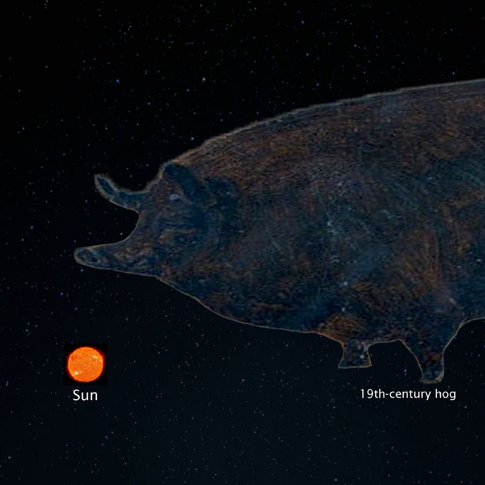 A 19th-century painting of a hog, edited so the hog is now flying in the middle of space, over a backdrop of darkness illuminated by a starlight sea. The Sun floats in the hog's shadow, though the hog has expanded to be many times larger than both it and all the planets in our solar system combined.