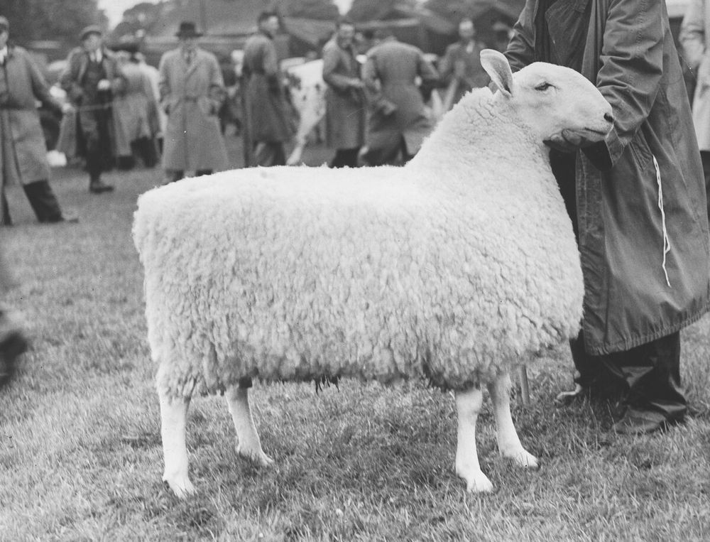 A gorgeously rectangular sheep, photographed in black and white.