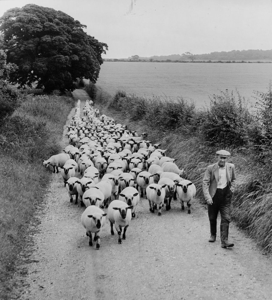 A shepherd leading his herd.