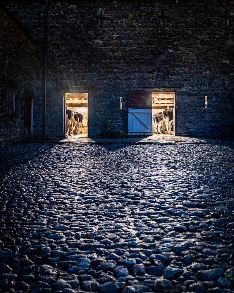 The exterior of a barn at night, revealingly a dimly-lit courtyard leading to two open doors. Inside, cows are feeding.