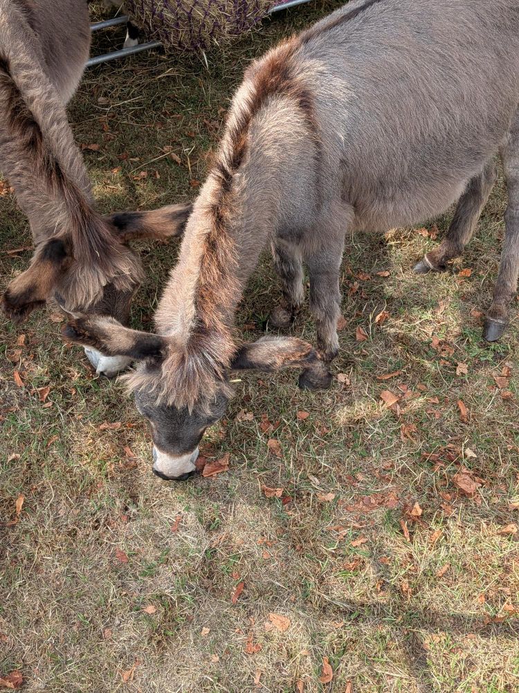 Donkeys snack on grass in the museum garden.
