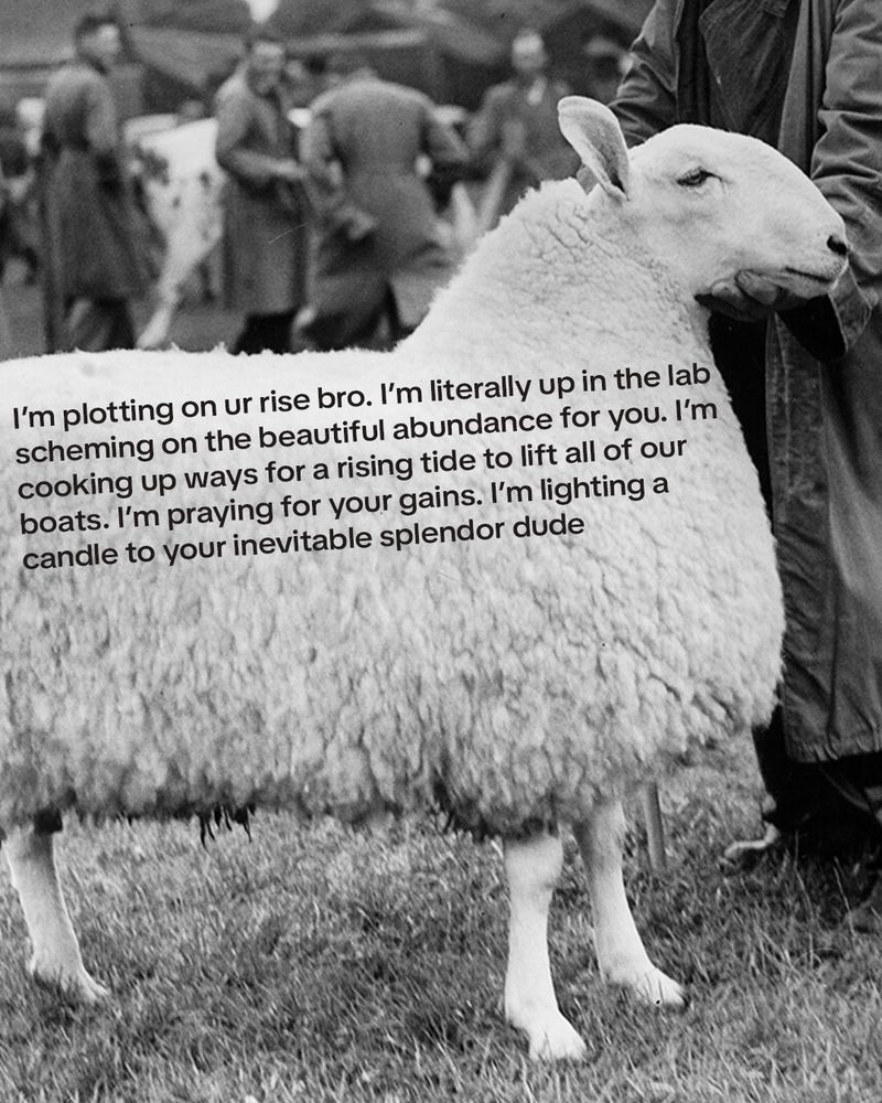 A Border Leicester sheep, overlaid with a motivational message: "I’m plotting on ur rise bro. I’m literally up in the lab scheming on the beautiful abundance for you. I’m cooking up ways for a rising tide to lift all of our boats. I’m praying for your gains. I’m lighting a candle to your inevitable splendor dude."