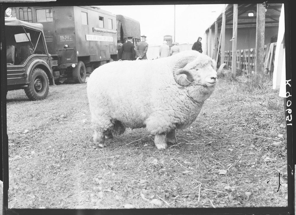 A very large Exmoor Horn ram, with a small yet noticeable smile.